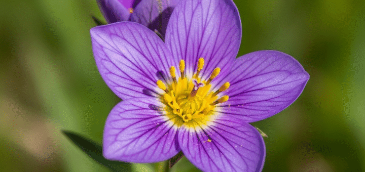 gvaizdūnė