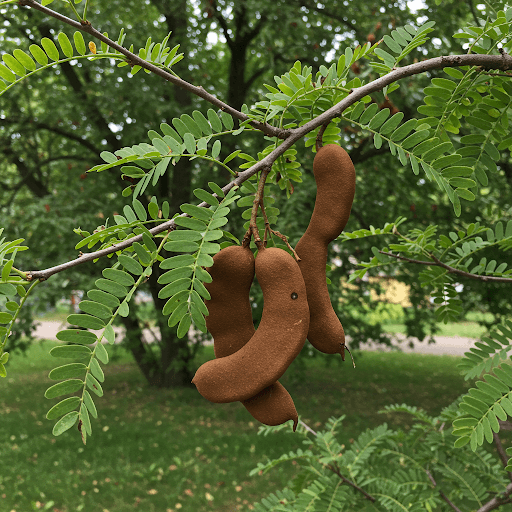 Tamarindo arbata: Egzotiškas skonis ir nauda sveikatai